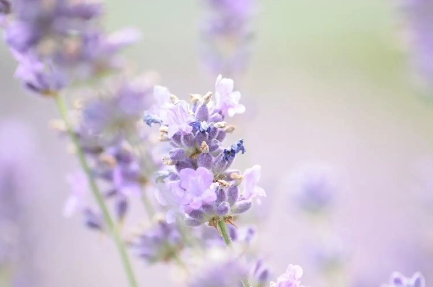 InBalance- lavendel